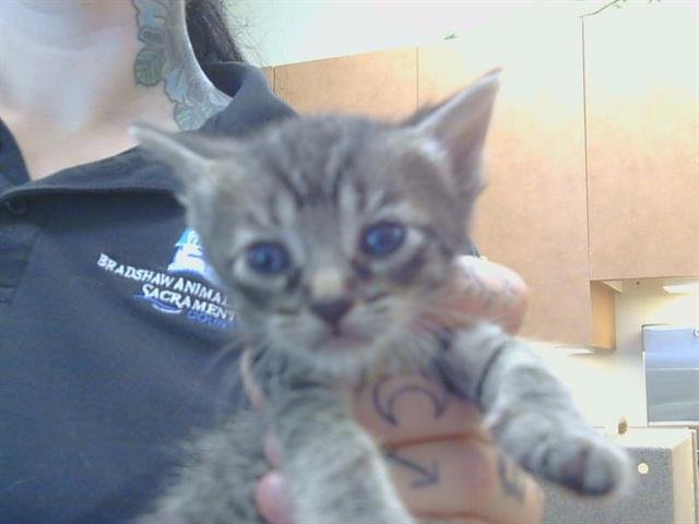 PEANUT Image