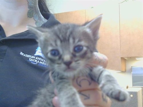 PEANUT - Domestic Short Hair available for adoption