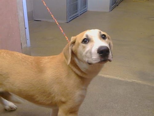 *BAM BAM - Labrador Retriever / Anatolian Shepherd available for adoption