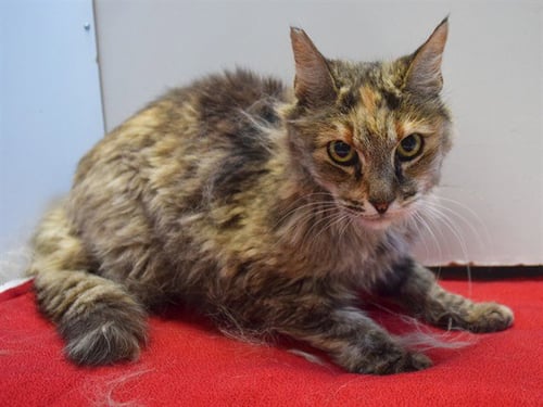 *MCKENZIE - Domestic Long Hair available for adoption