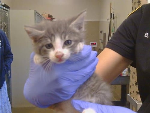 A926368 - Domestic Short Hair available for adoption