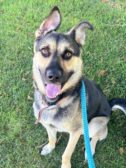 *ELIO - German Shepherd Dog / Siberian Husky available for adoption