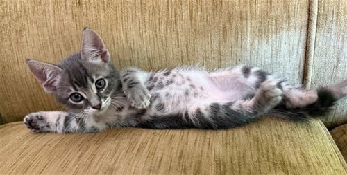 GALILEO - Domestic Short Hair available for adoption