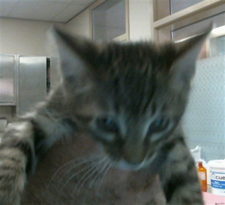 A925233 - Domestic Short Hair available for adoption