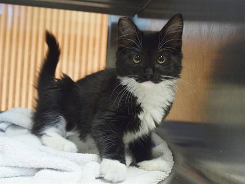 A924178 - Domestic Long Hair available for adoption
