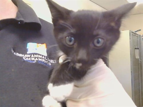 *SHANTRICE - Domestic Short Hair available for adoption