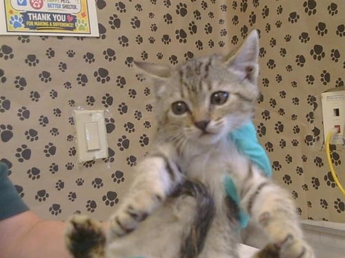 A926096 - Domestic Short Hair available for adoption