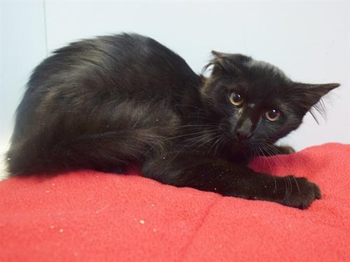 *DEEDRA - Domestic Medium Hair available for adoption