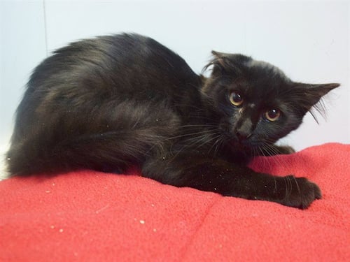 *DEEDRA - Domestic Medium Hair for adoption in Elk Grove