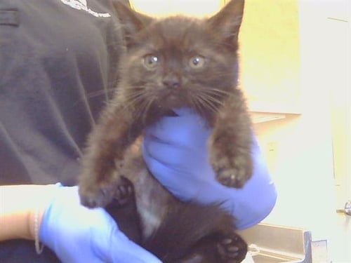 A928481 - Domestic Short Hair available for adoption