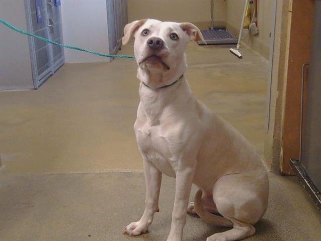 MEGATRON - Pit Bull Terrier available for adoption