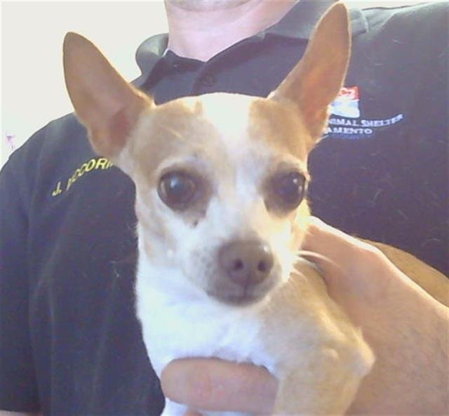 BOLTO - Chihuahua available for adoption