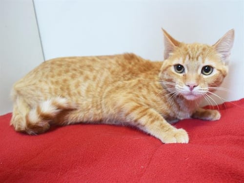 *TIGER LILY - Domestic Short Hair available for adoption
