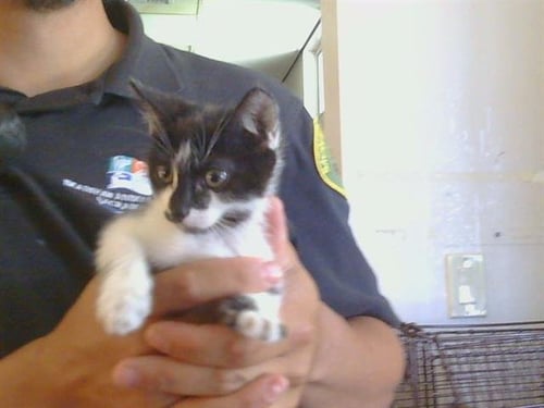 *PEGGY - Domestic Short Hair available for adoption