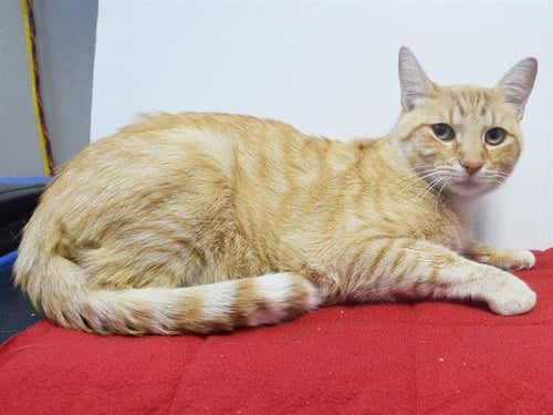 SCYLAX - Domestic Short Hair available for adoption