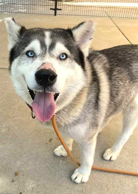 *FABLE - Siberian Husky available for adoption