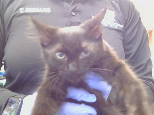 A926423 - Domestic Medium Hair available for adoption