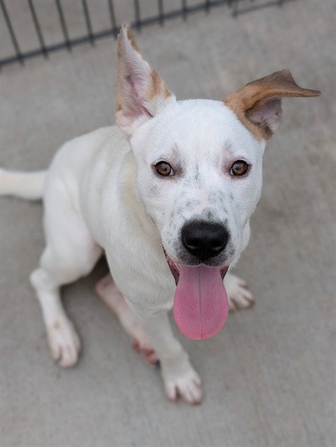 *SONNY - Australian Cattle Dog/Blue Heeler available for adoption