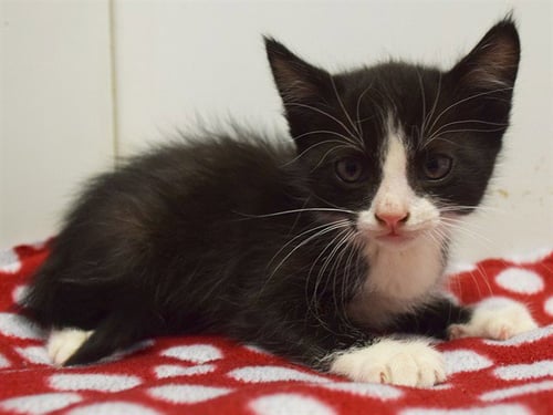 *LENNY - Domestic Short Hair available for adoption