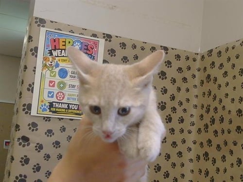 A925812 - Domestic Short Hair available for adoption