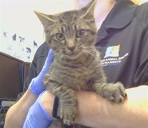 A930276 - Domestic Short Hair available for adoption