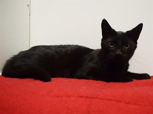 *JERRY ANN - Domestic Short Hair available for adoption