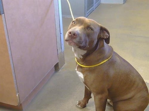 BROWNIE - Pit Bull Terrier for adoption in Roseville