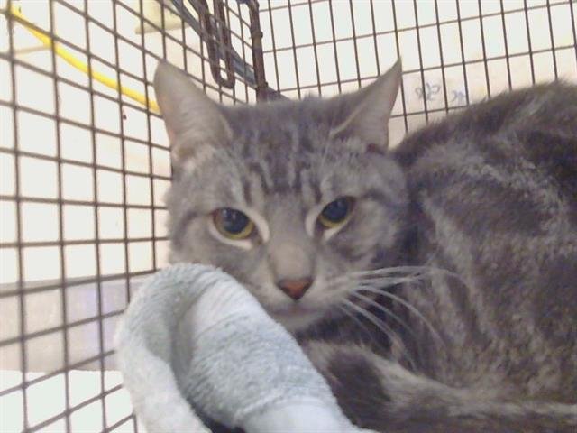 MR MITTENS - Domestic Short Hair for adoption in Elk Grove