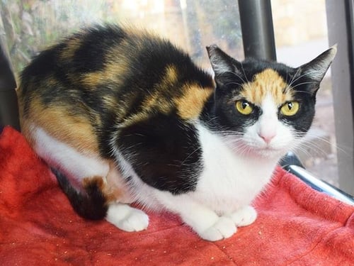 *REIKO - Domestic Short Hair available for adoption