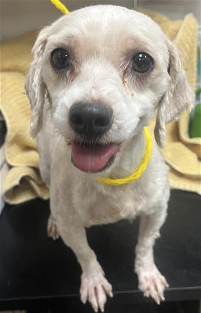A926196 - Maltese available for adoption
