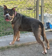 *CARMEL APPLEPOP - Photo 1