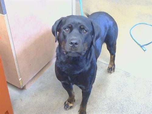 A930727 - Rottweiler available for adoption