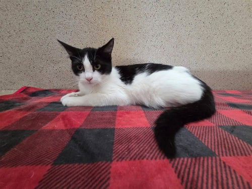 *ABBY-GAYLE - Domestic Short Hair available for adoption