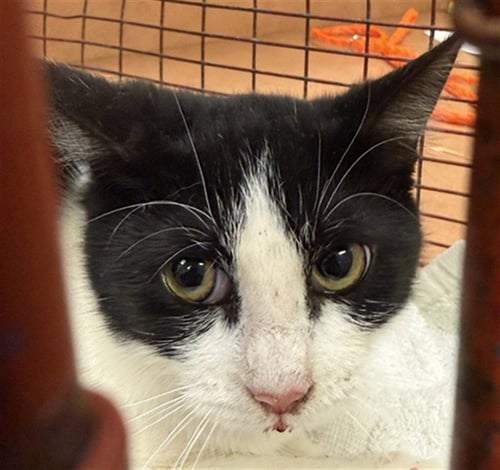 *ABBY-GAYLE - Domestic Short Hair available for adoption