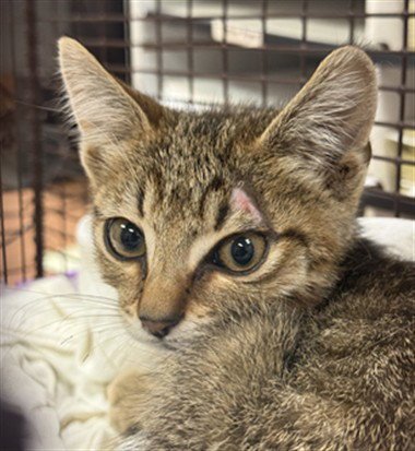A928279 - Domestic Short Hair available for adoption