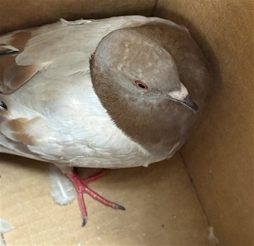 A929641 - Pigeon available for adoption