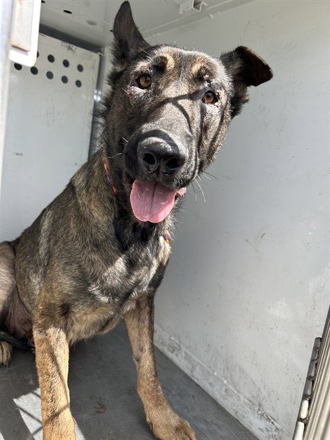 *CECE - German Shepherd Dog available for adoption