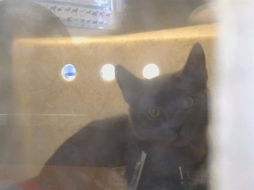 A926543 - Domestic Short Hair available for adoption