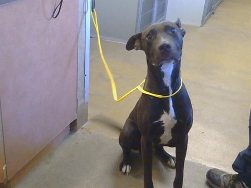 *BACH - Pit Bull Terrier available for adoption