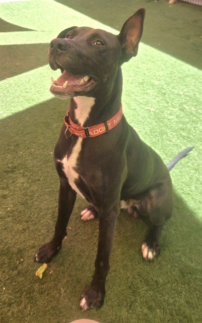*BACH - Pit Bull Terrier / Great Dane available for adoption