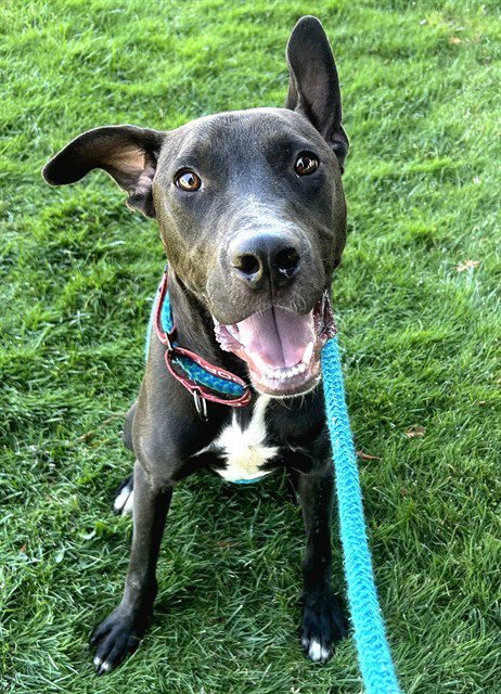 *BACH - Pit Bull Terrier / Great Dane available for adoption