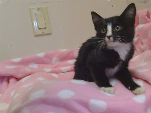 A930970 - Domestic Short Hair available for adoption