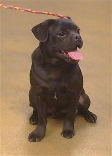 *SLUGGO - Pug available for adoption
