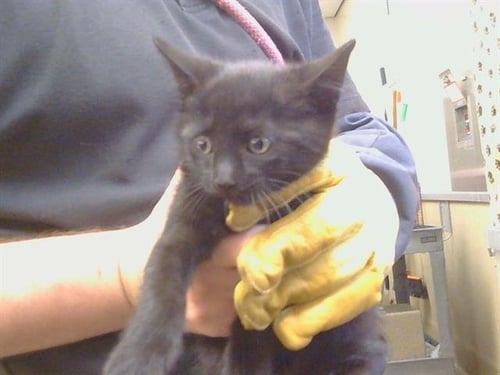 A927238 - Domestic Short Hair available for adoption
