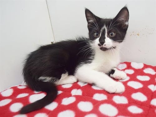*ALAN - Domestic Short Hair available for adoption