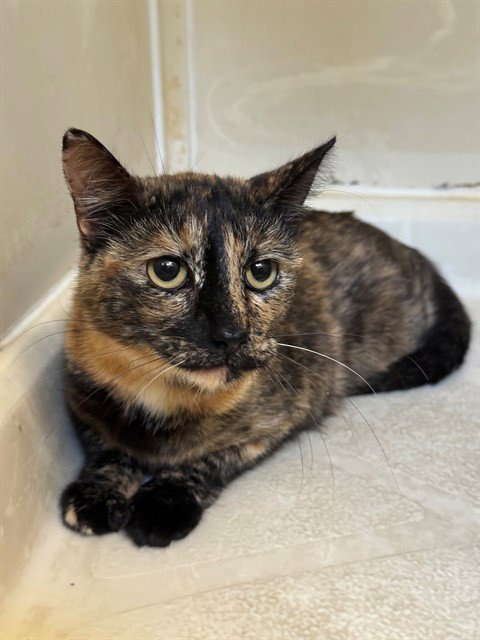 *PUDDING - Domestic Short Hair available for adoption