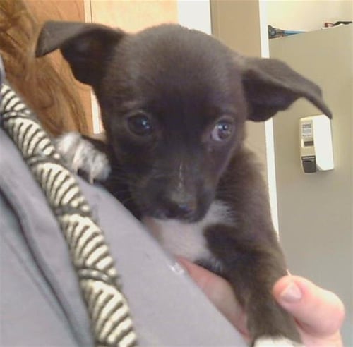 *BROCCOLINI - Pembroke Welsh Corgi / Chihuahua available for adoption