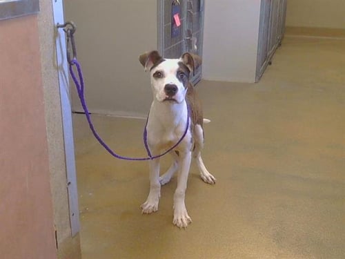 A926172 - Pit Bull Terrier available for adoption