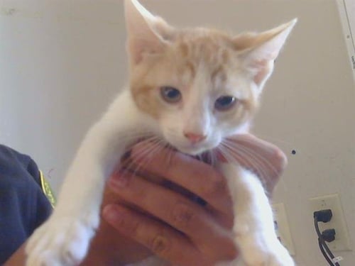 A915728 - Domestic Short Hair available for adoption