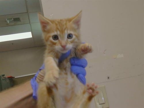 *BAGHEERA - Domestic Short Hair available for adoption